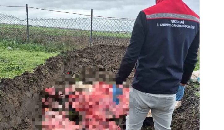 Tekirdağ’da 1 Ton Kaçak Hayvansal Ürün Ele Geçirildi